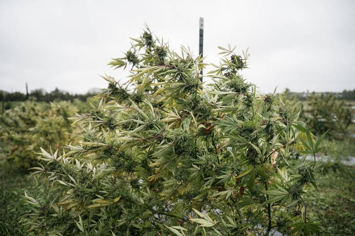 Cannabis grows in a field.